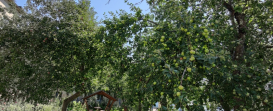 Abundant harvest in the apple garden. 